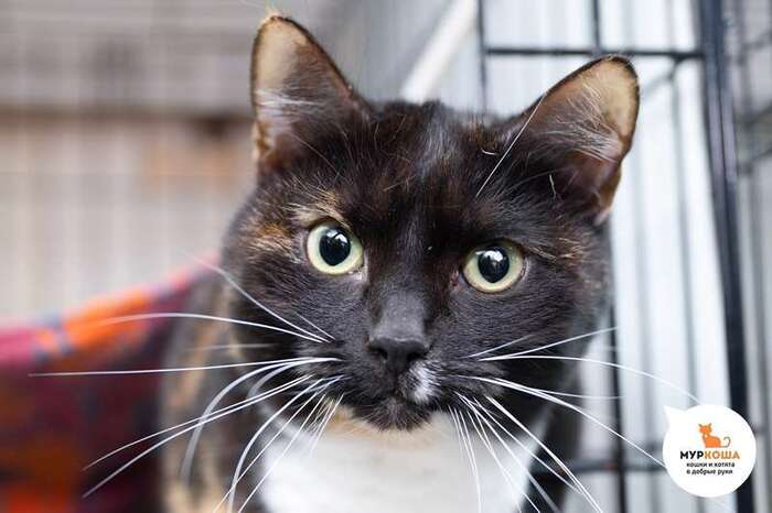 Кошка Мушка