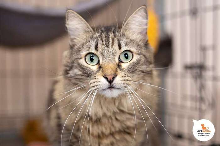 Кот Пуховик