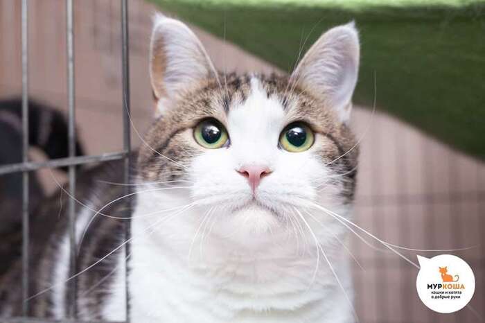 Кошка Талиша