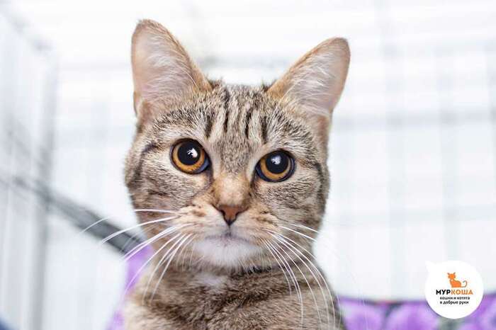 Кошка Кейла