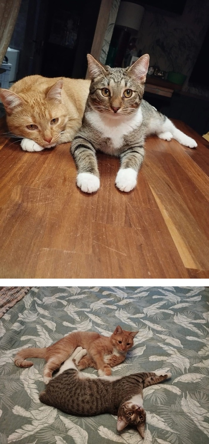 Котята-братишки Тоторо и Цукатик, Цукатик уехал домой 23.07.2024, а Тоторо - 30.08.2024