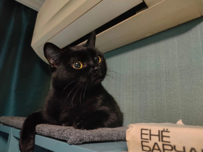 Кошки Шинди стала домашней 01.08.2024