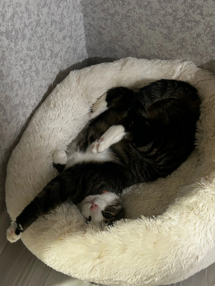 Кот Марфик стал домашним 04.05.2021