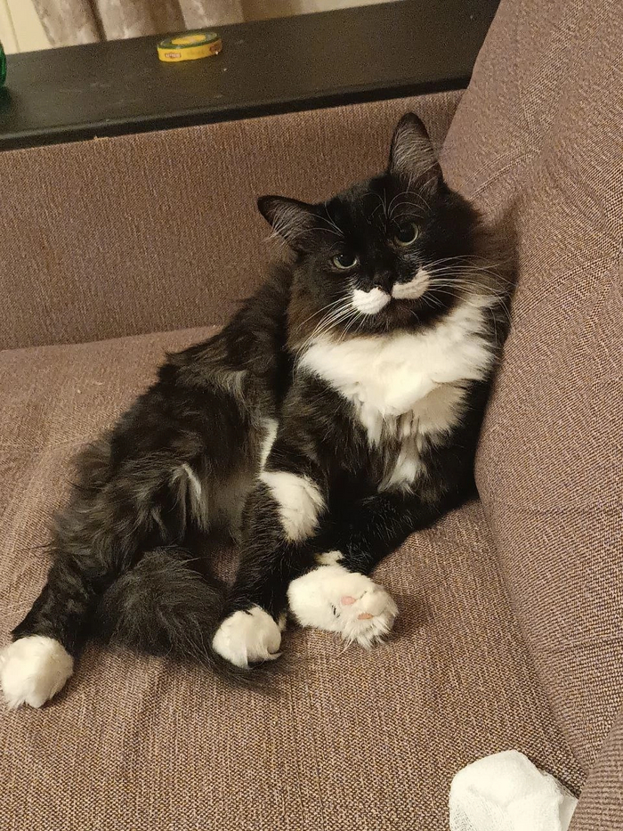 Кот Белоус обрёл дом 11.05.2024