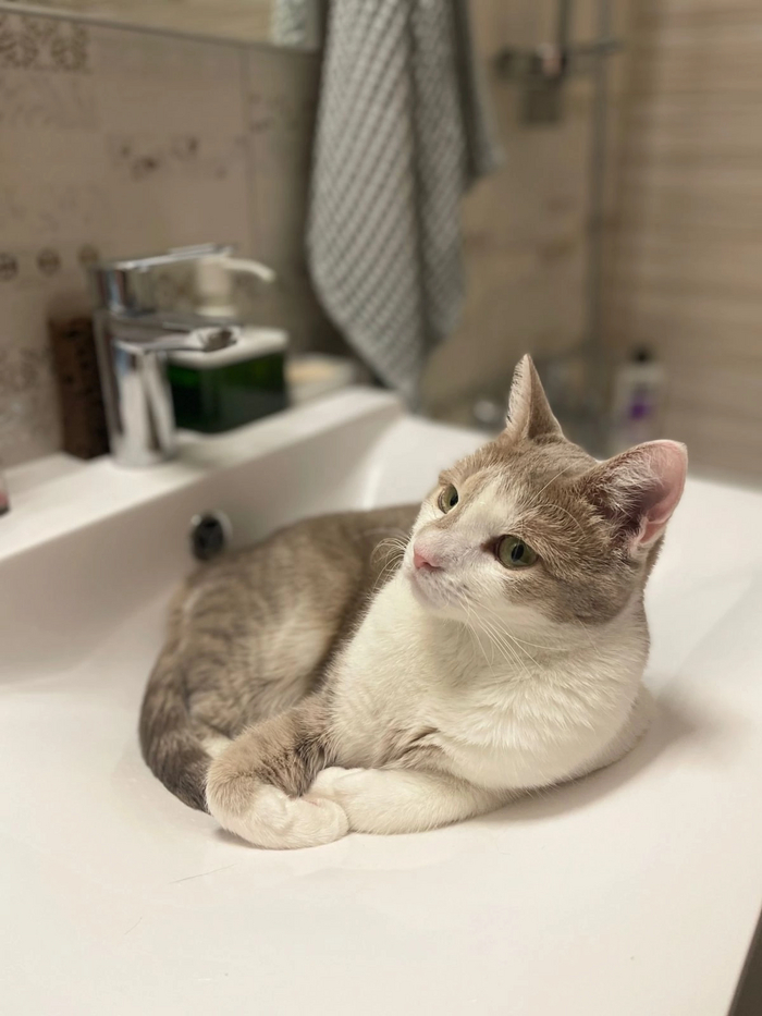 Кошка Катушка стала домашней 23.10.2022