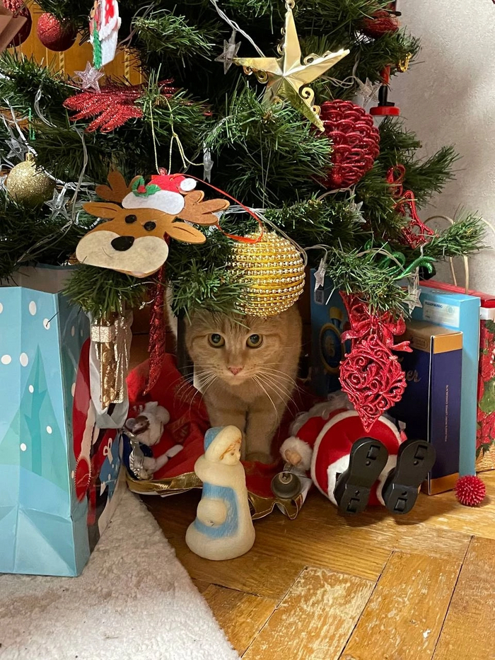 Кошка Амарани стала домашней 20.09.2024