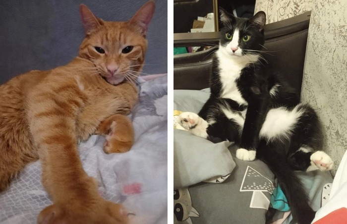 Кот Хитрюга стал домашним 11.11.2024, кот Барвинок стал домашним 17.09.2023