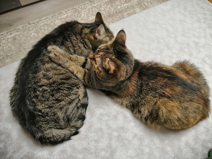 Кошка Цыпа поехала домой 07.01.2020, котик Моржик поехал домой 10.03.2024