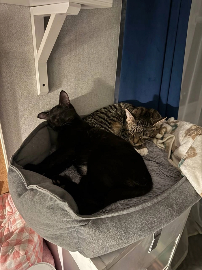 Котята - девочки Галчонок и Герлен стали домашними 15.09.2024