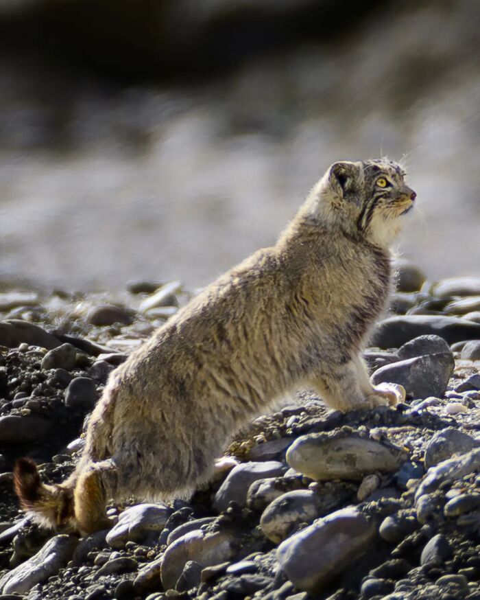 Высматривает