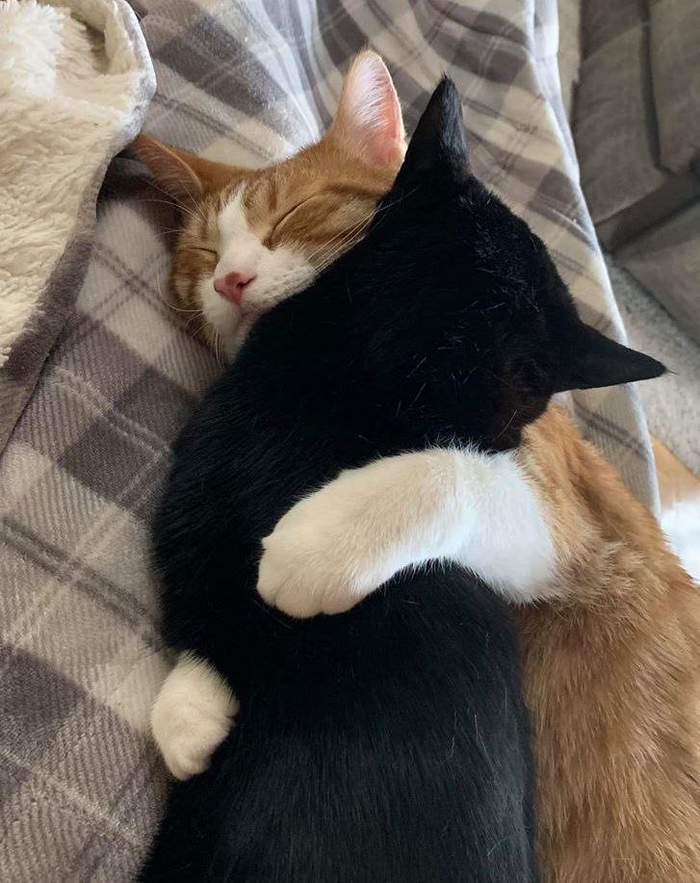 Котобнимашки