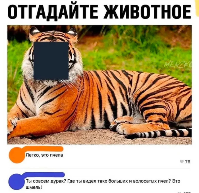 It's a caterpillar! - guess, Animals