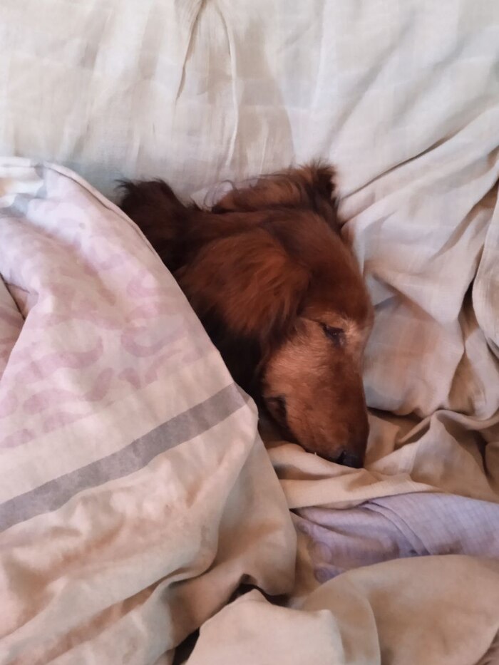 Вот такая вот сонная мохнатая жепь