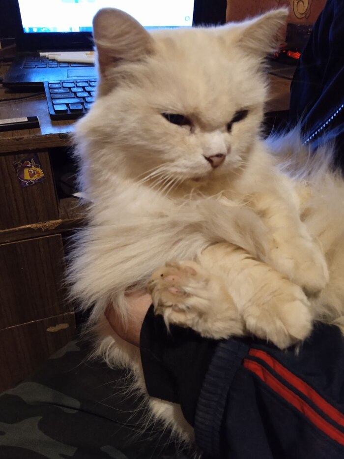 Сурьезная мордаха, работать мне помогает)