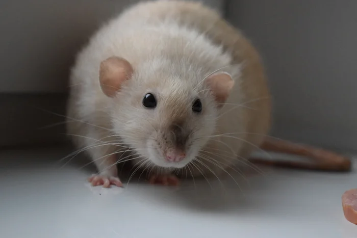 A fat rat in your feed) - My, Rat, Rat dumbo, Pets, Mouse