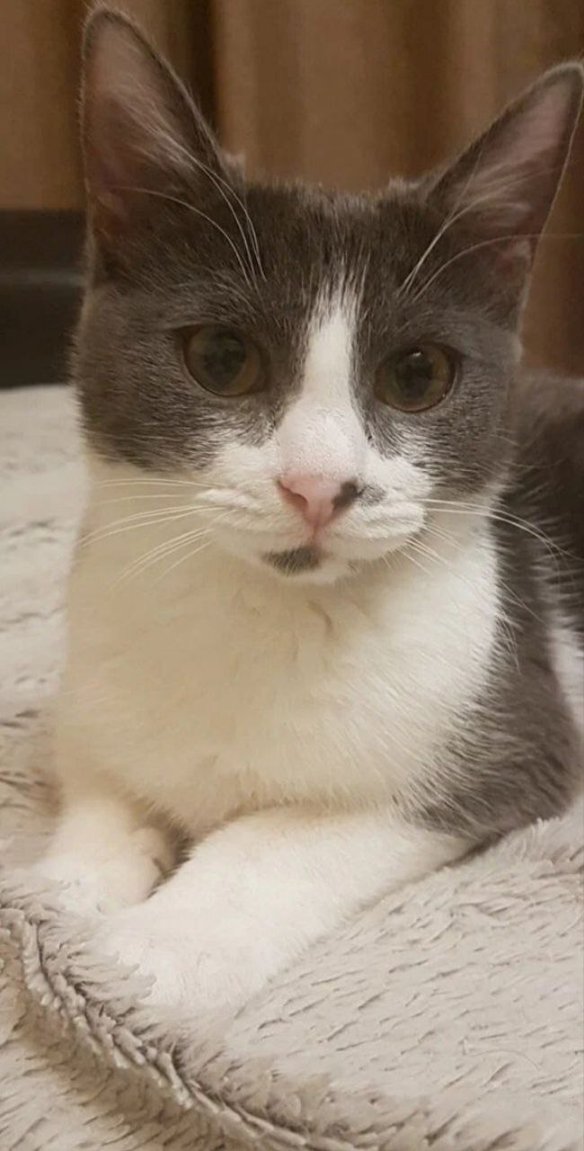 Хелла (заказчик)