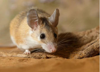 ��� ������� � ���� ����� �Acomus cahirinus�.&nbsp;