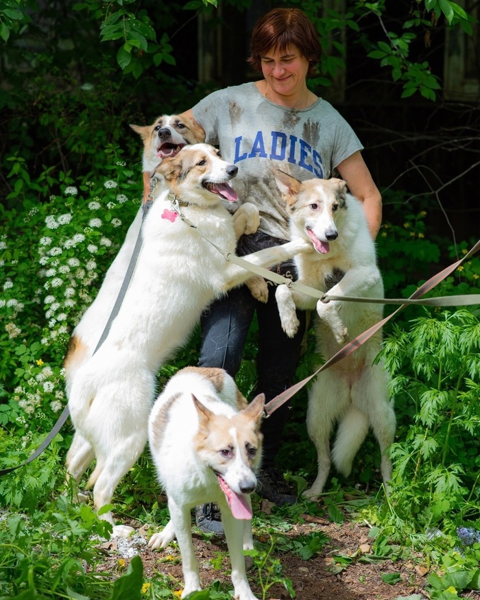 Любаша, Надюша, Веруня и Зосенька. Четыре сестры. Детвора так и живет в дальнем вольере приюта, никем не замеченные