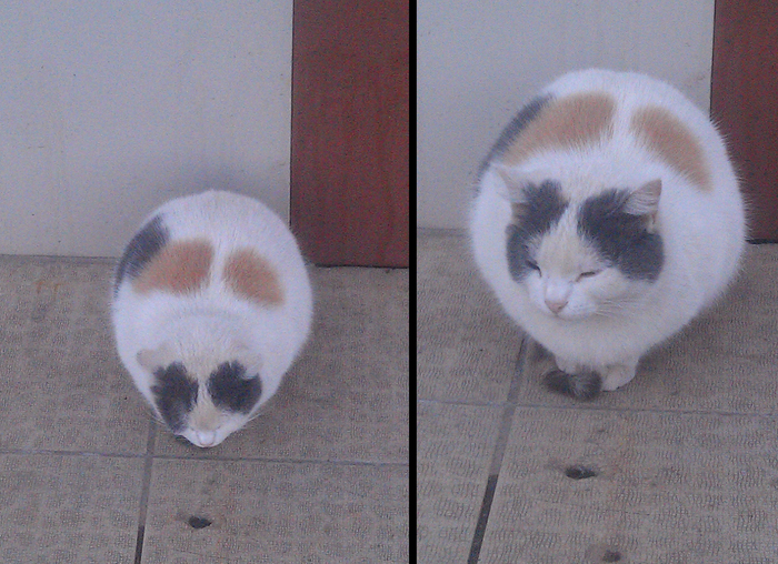 Морская свинка! А.. чё?