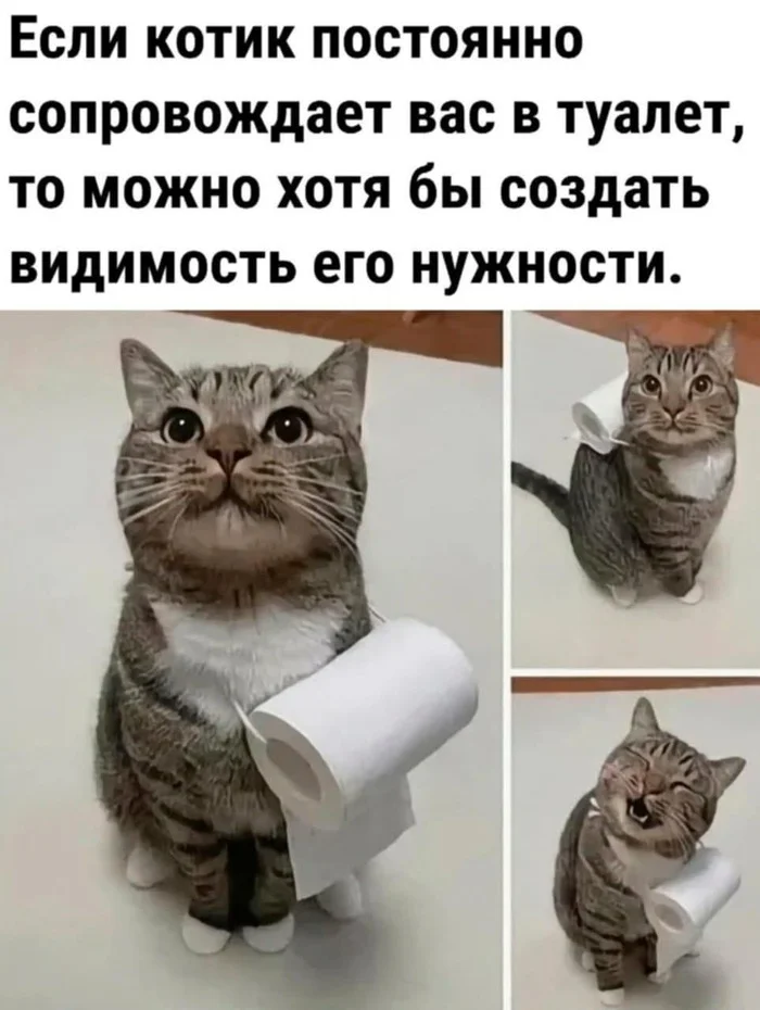 Toilet paper nnnnnnnada? - cat, Toilet paper, Picture with text, Repeat