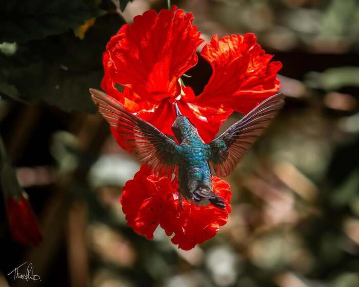 Chrysuronia leucogaster.