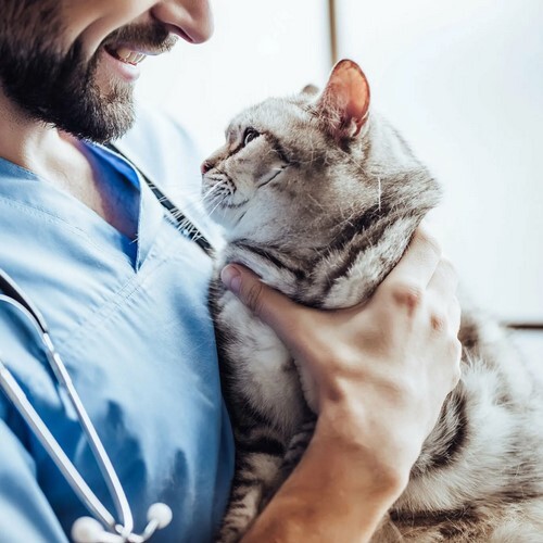 7 ключей к здоровью вашей кошки. Сохраняйте на заметку