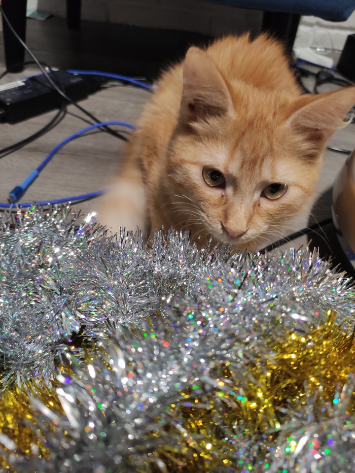 Котоинспекция мишуры