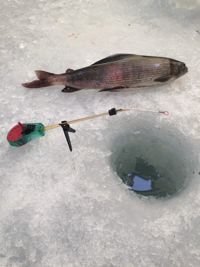 ������ � ������� , ������ , ������� � �������� �� ���� ������ 