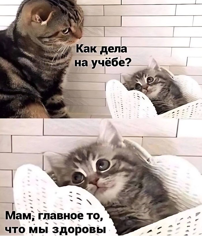 Мур-рр...