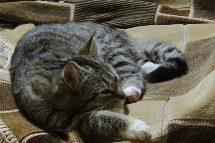 Whiling away the evening - My, cat, Milota, Pets, The photo