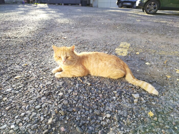 2,5 года Рыжик прожил на стоянке