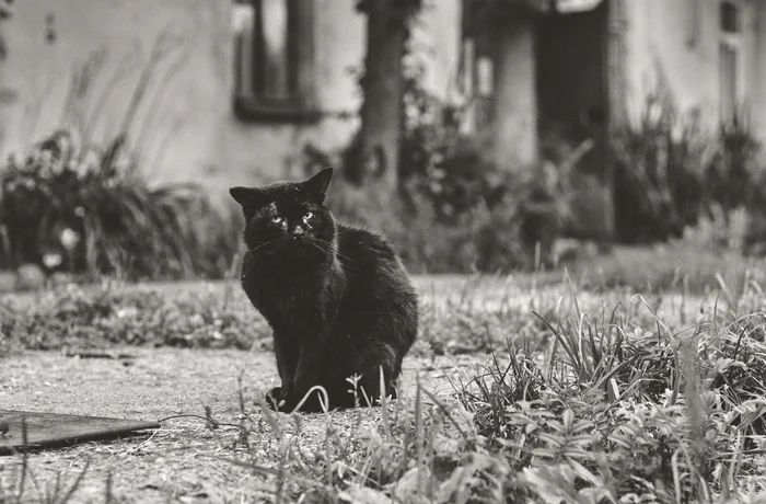 Hello everyone, I am interested in photography and practice on cats and co!) - My, Images, Milota, Eyes, cat