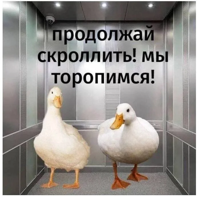 Keep scrolling - Humor, Picture with text, Гусь, Elevator, Duck, Hardened
