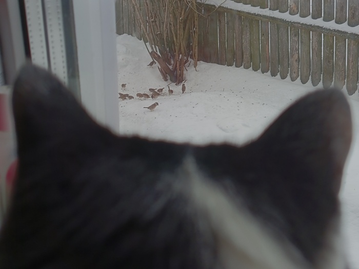 ������� ���������