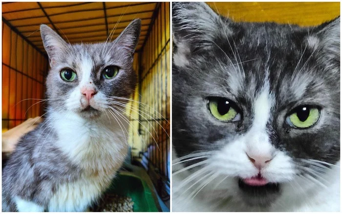 There were a few and they became a few from the animals I saved - My, cat, It Was-It Was, Dacha, Winter, Longpost, Animal Rescue, Tosno, Pet the cat