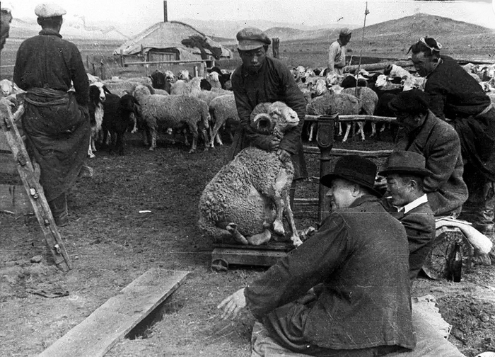 Приём скота для отправки в Советский Союз
