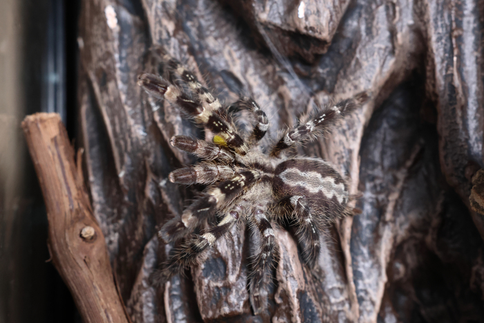 Poecilotheria regalis