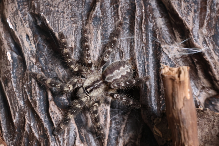Poecilotheria regalis