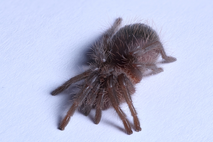 Tliltocatl albopilosus