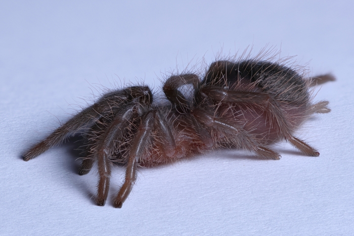 Tliltocatl albopilosus