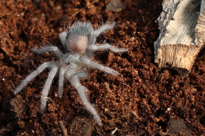 Lasiodora parahybana