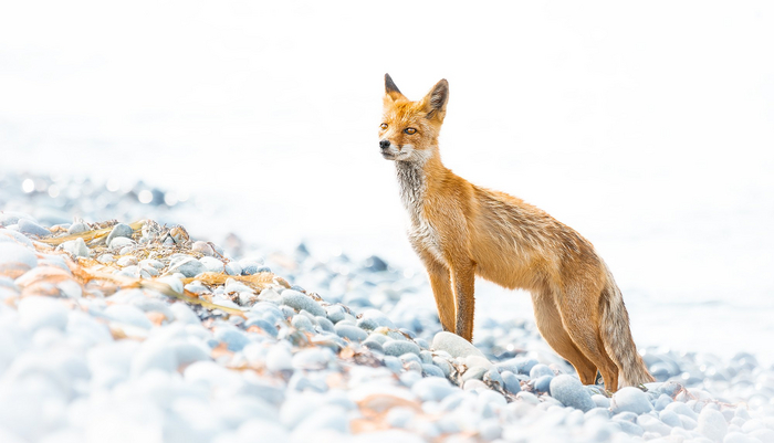 Фото: Табалыкин Евгений <a href="https://pikabu.ru/story/lis_12274296?u=https%3A%2F%2Frtraveler.ru%2Fphoto%2F1473365%2F%3Fauthor_photos%3D1&t=%D0%BE%D1%82%D1%81%D1%8E%D0%B4%D0%B0&h=6ca291b84d5be1b9fcd82e64a119d50181071012" title="https://rtraveler.ru/photo/1473365/?author_photos=1" target="_blank" rel="nofollow noopener">отсюда</a>