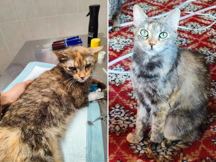 I am treating my cat Penka, whom I found in empty dachas three years ago, for FIP. Day 26 - My, Animal Rescue, Tosno, cat, Helping animals, Video, Vertical video, Longpost