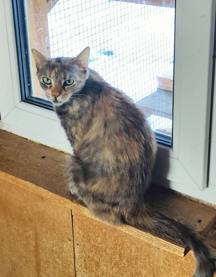 I am treating my cat Penka, whom I found in empty dachas three years ago, for FIP. Day 26 - My, Animal Rescue, Tosno, cat, Helping animals, Video, Vertical video, Longpost