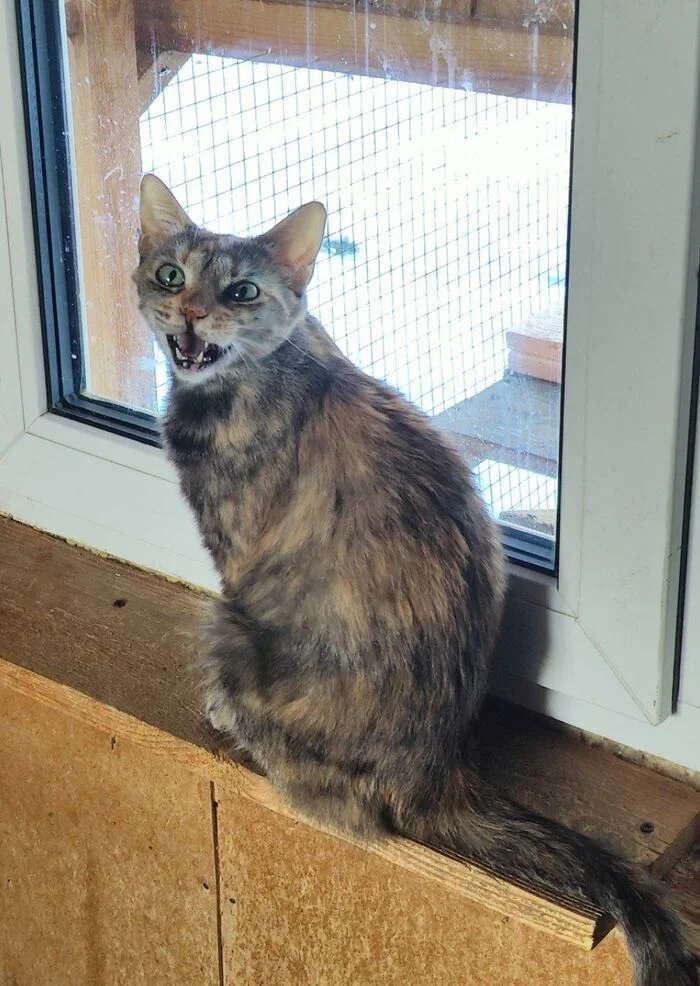 I am treating my cat Penka, whom I found in empty dachas three years ago, for FIP. Day 26 - My, Animal Rescue, Tosno, cat, Helping animals, Video, Vertical video, Longpost