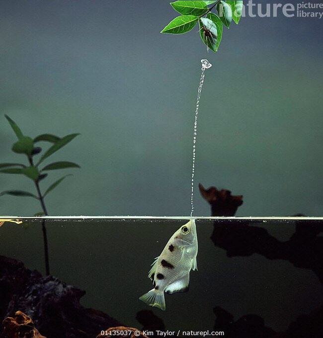 Пятнистый брызгун (Toxotes chatareus), выбрасывающая струю воды для ловли паука.