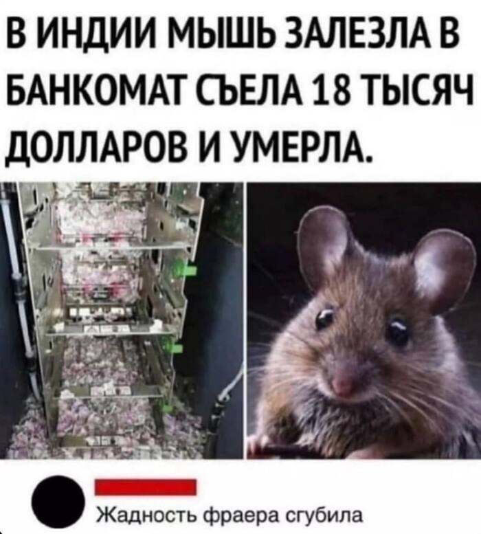 Самый дорогой перекус мыши за всю историю