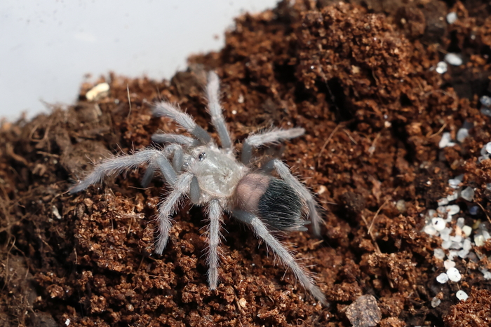 Lasiodora parahybana