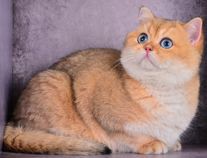   Yoshiki Ermine Trace,       .        ,   ""   -    .