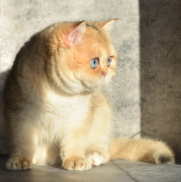 Dream Ermine Trace - -     